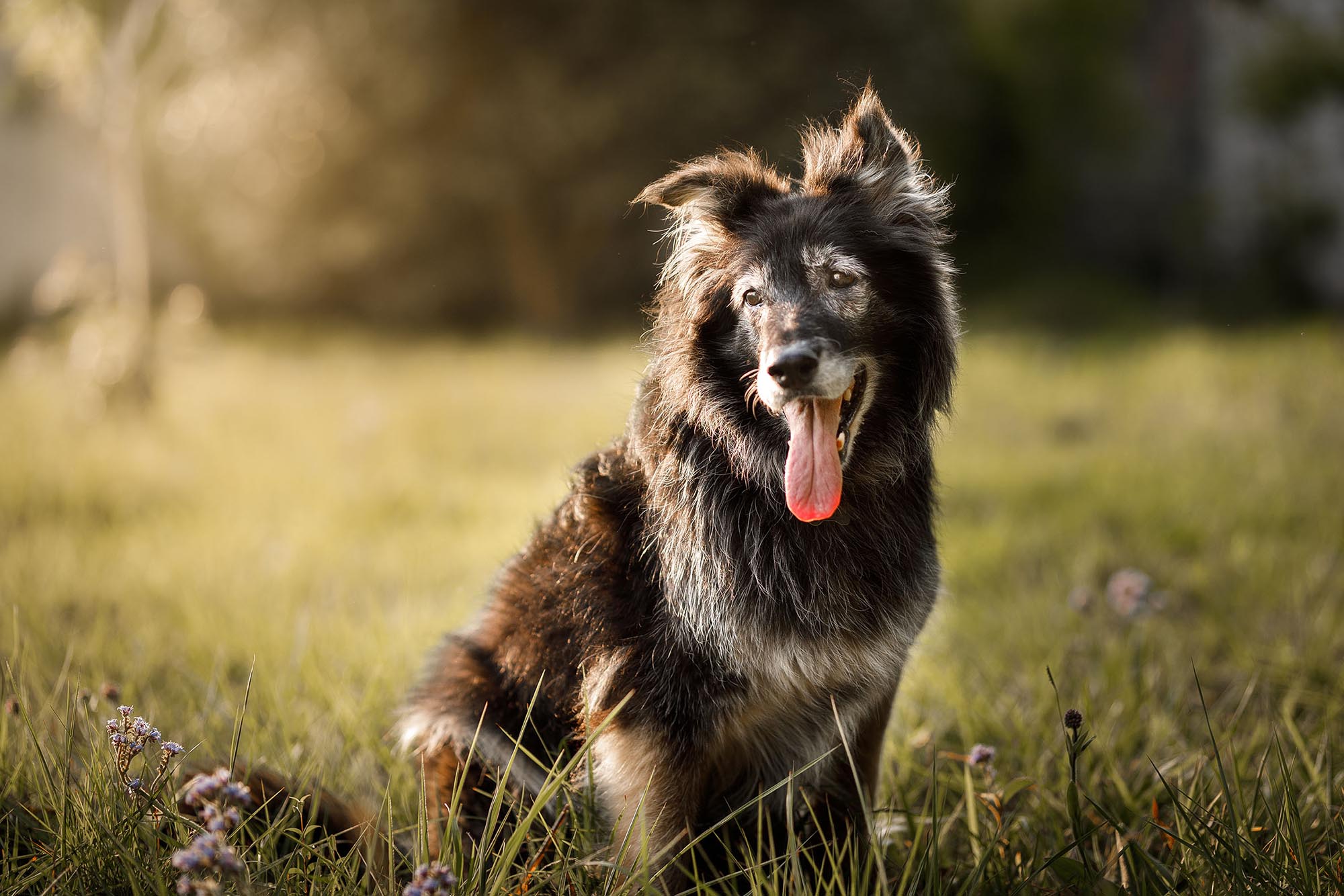 Rescue Dog