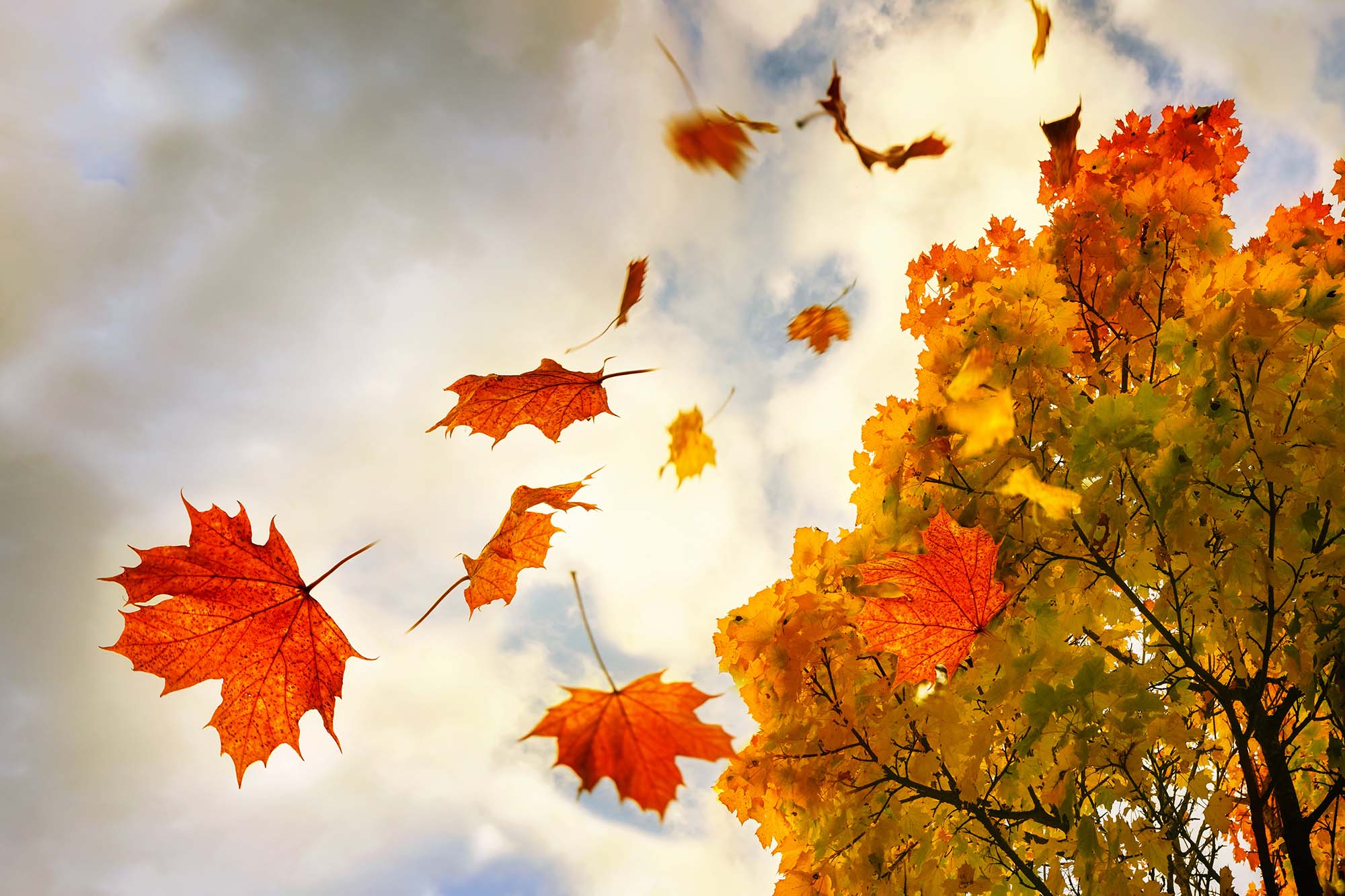 The Gift of Gratitude