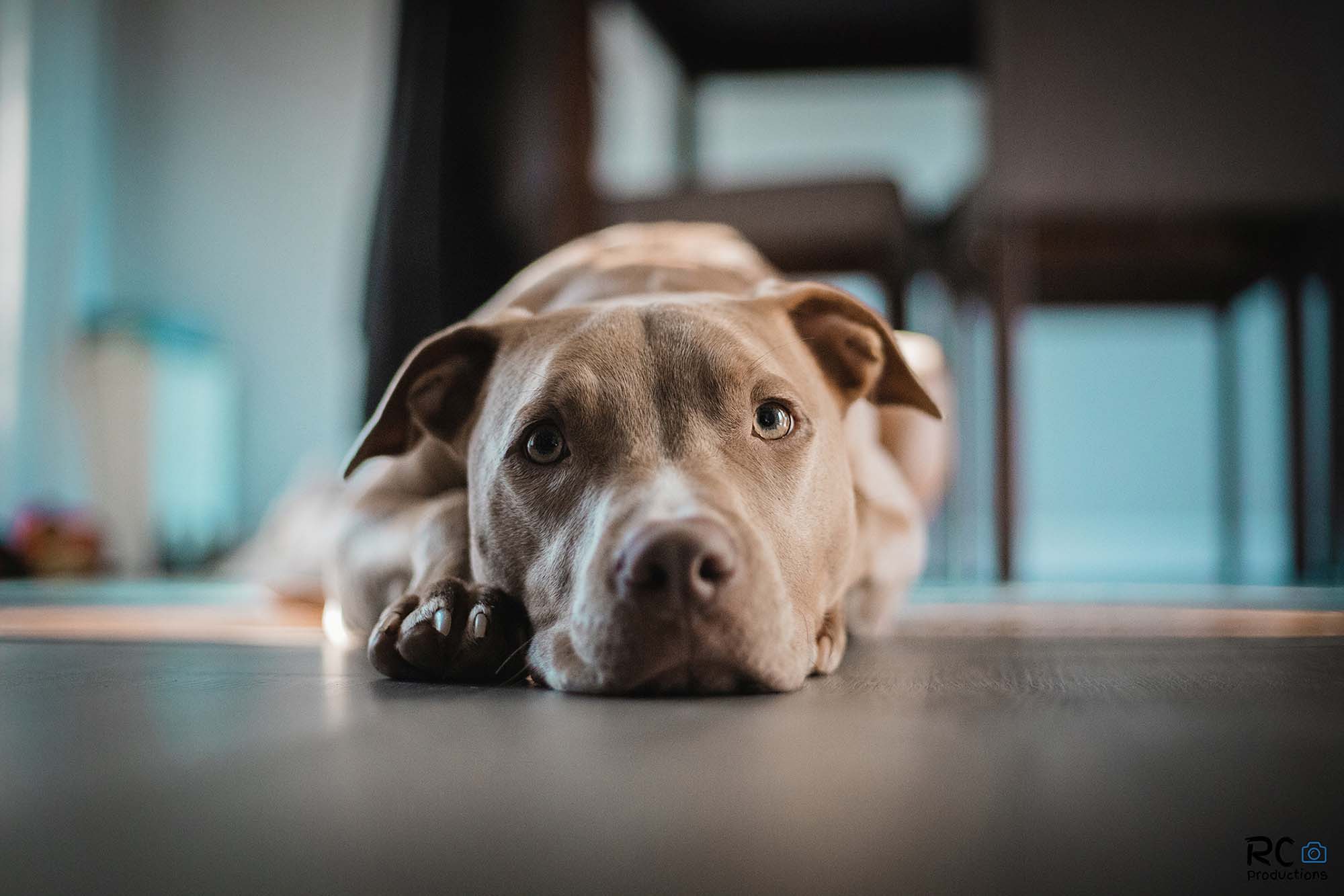 Out of the Doghouse