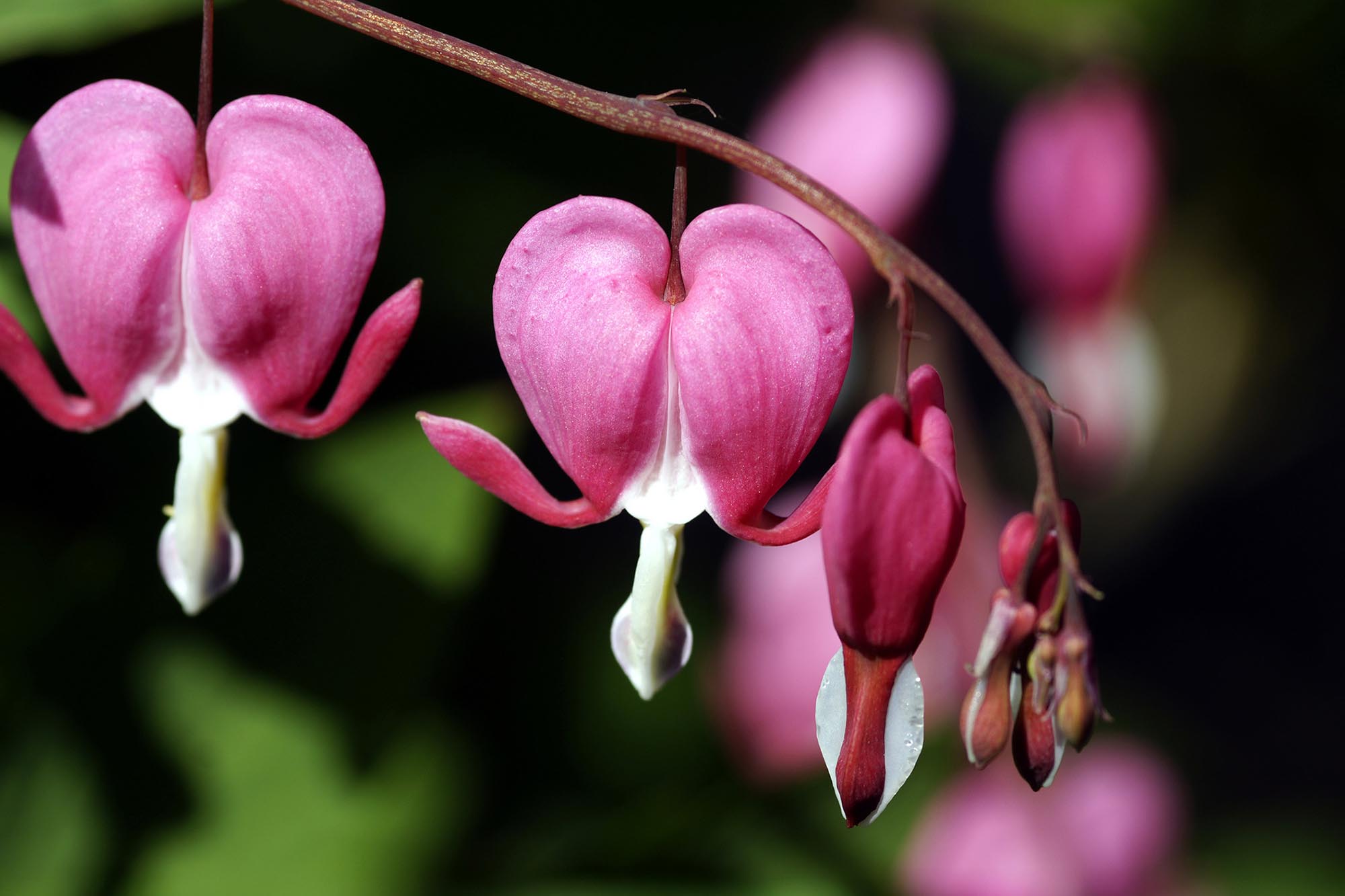 Bleeding Hearts & Wild Geraniums