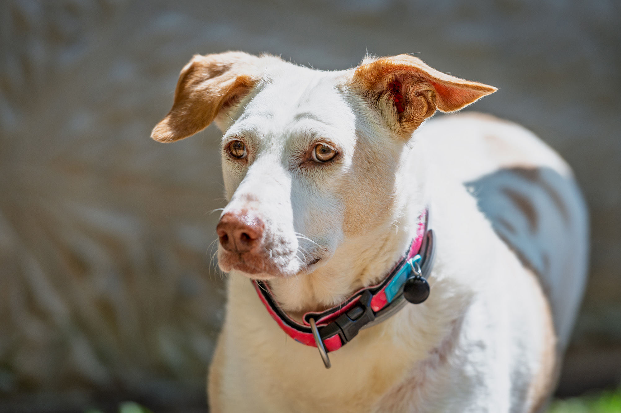 Rescue Dogs Need Sponsors, Too